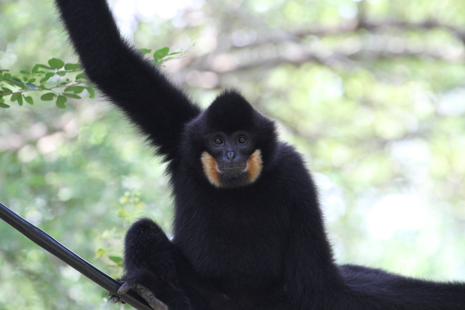 Black Crested Gibbon?