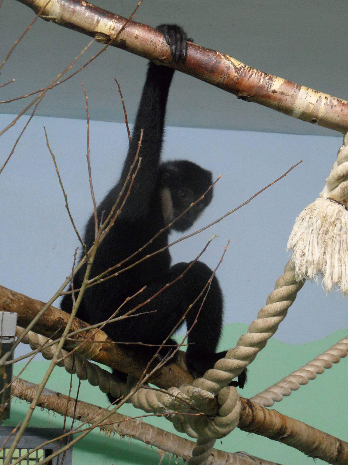 Black crested gibbon