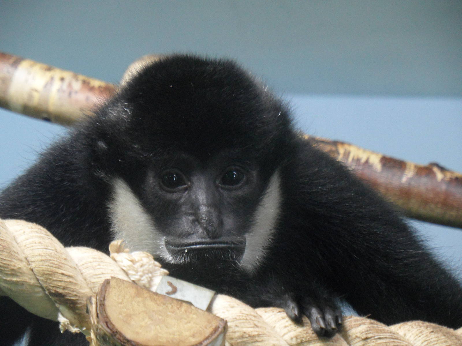 Black crested gibbon