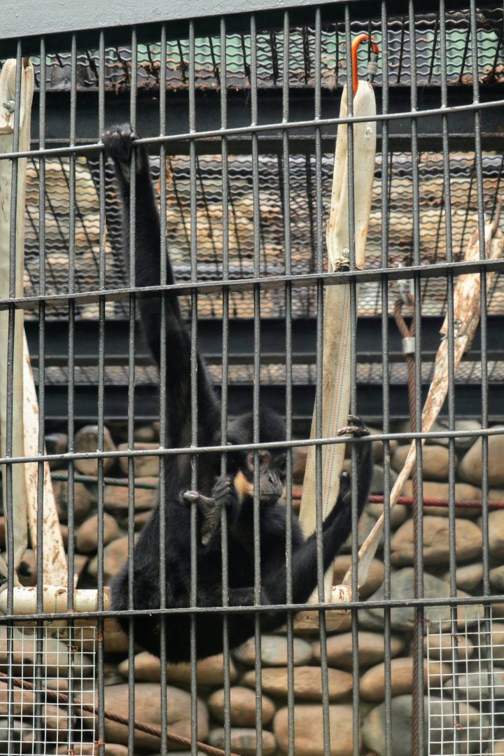 Black Crested Gibbon