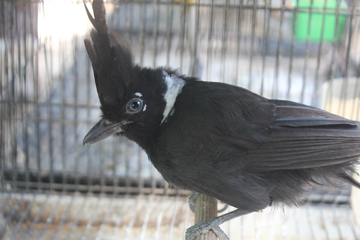 Black crested jayshrike (Platylophus galericulatus galericulatus)