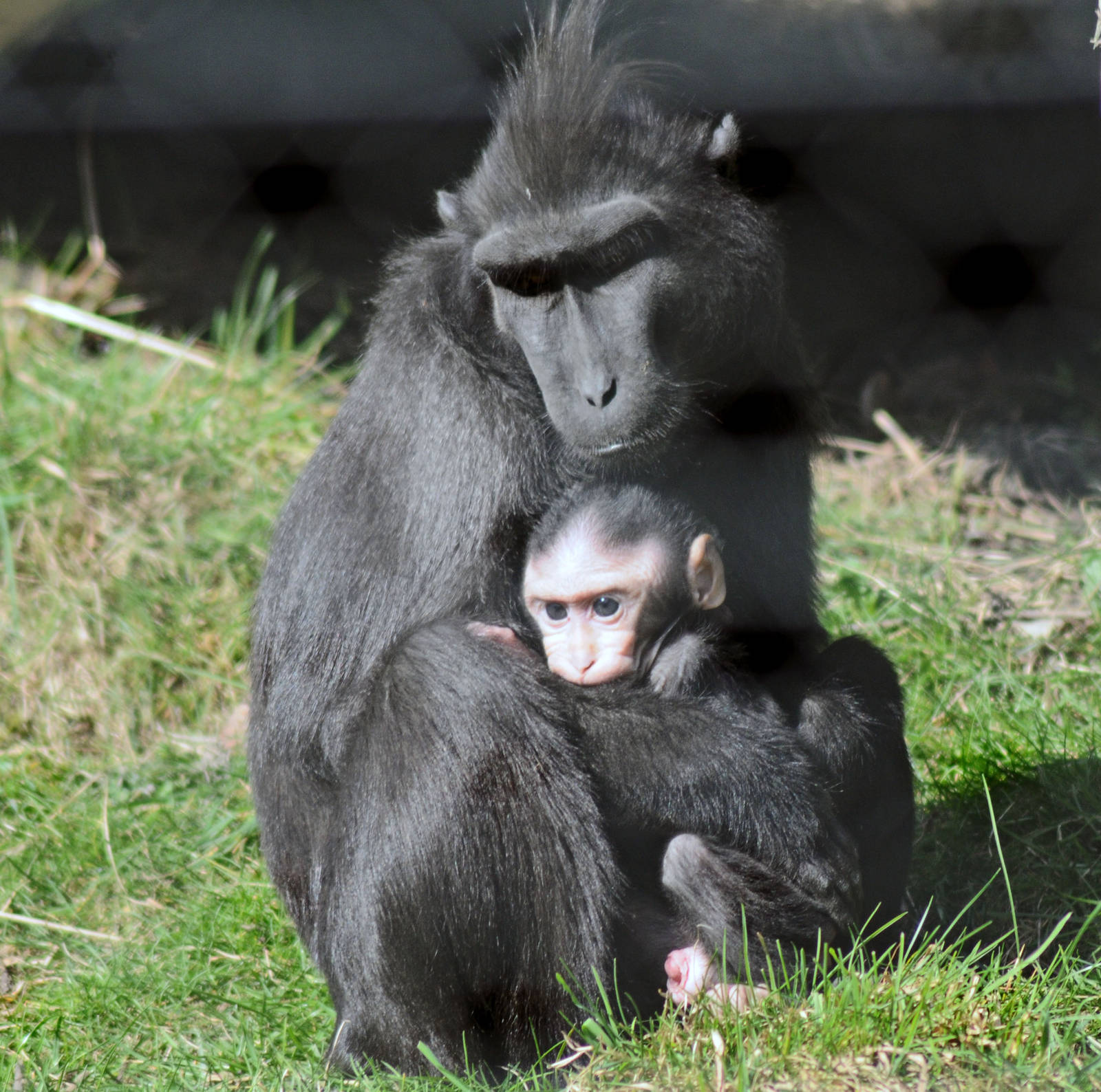 Black Crested Macaque and Baby