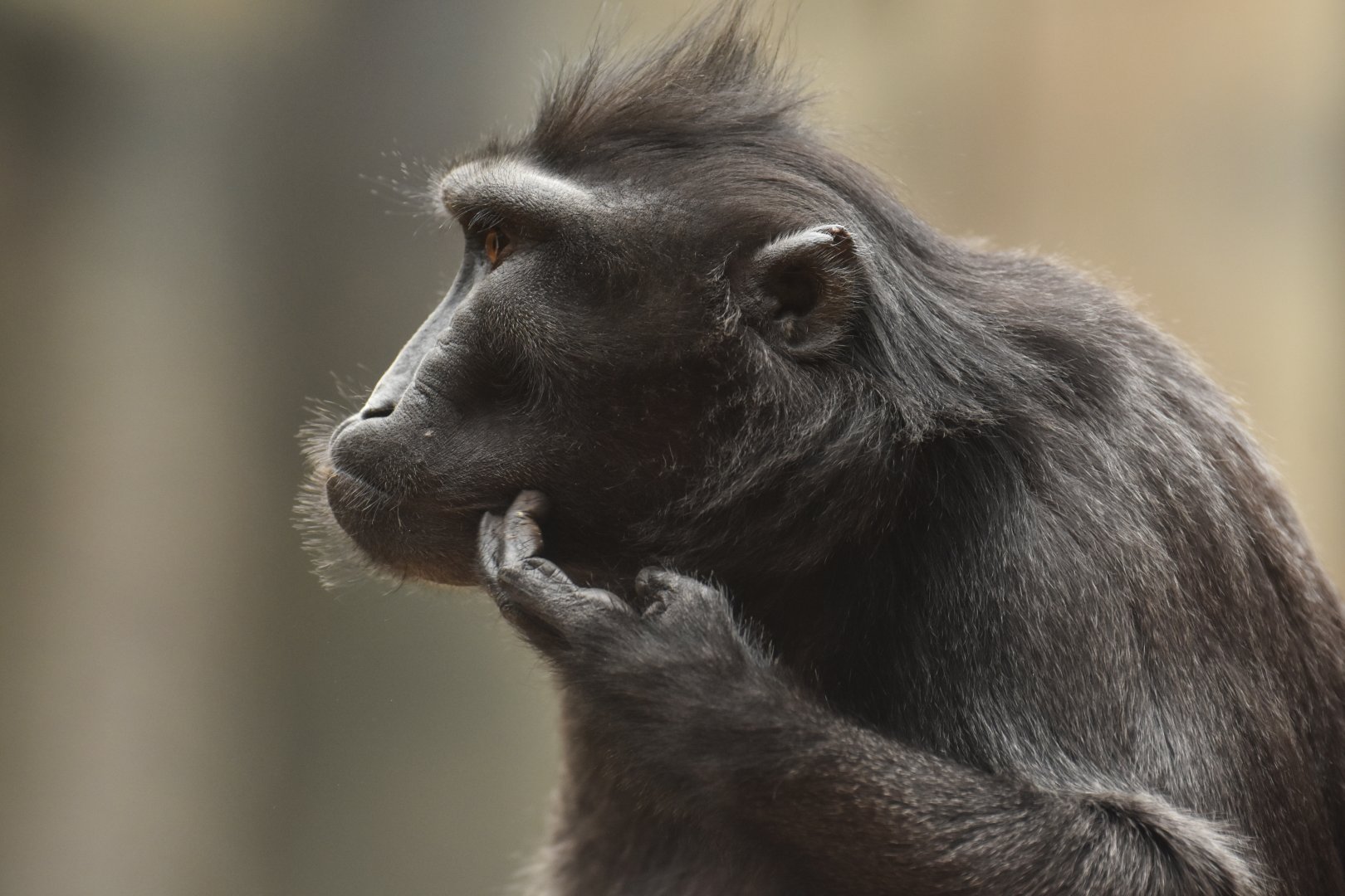 Black crested macaque (Macaca nigra)