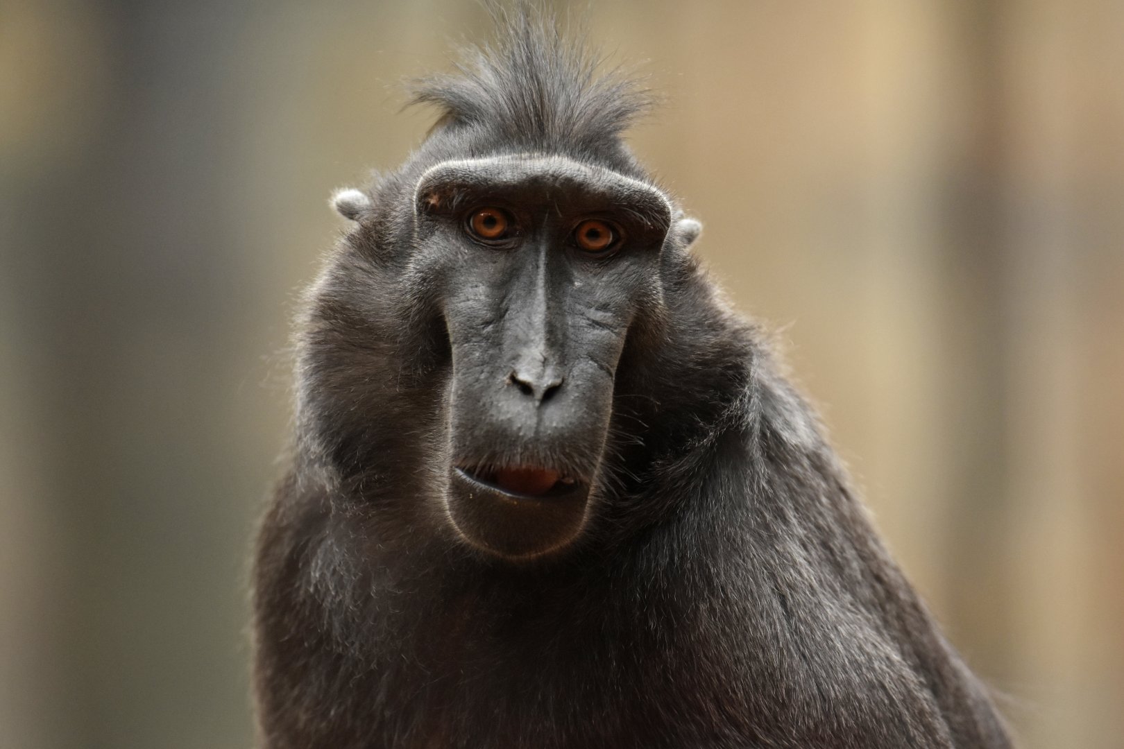 Black crested macaque (Macaca nigra)