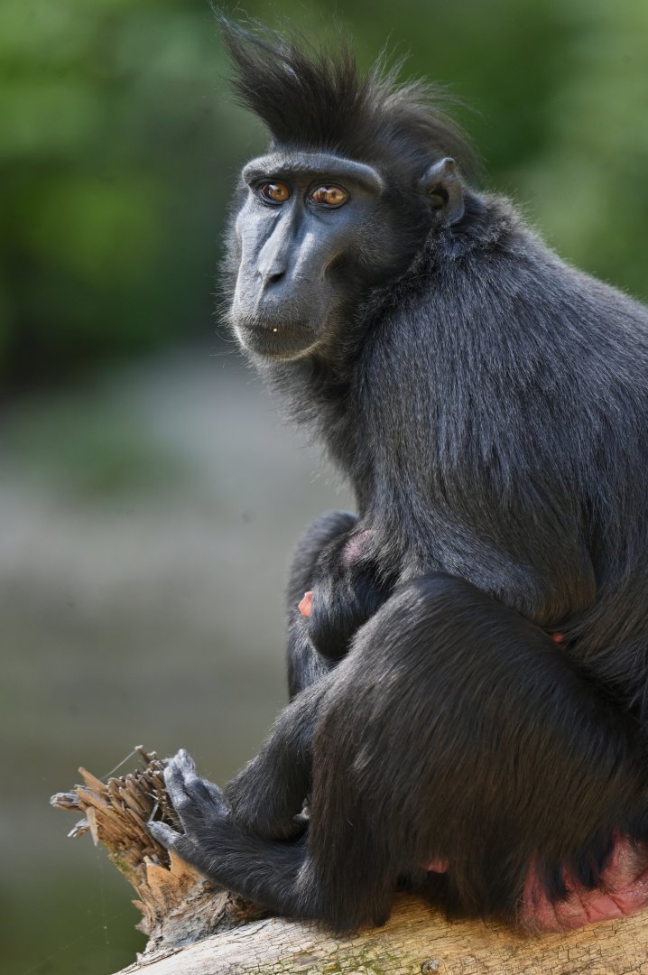 Black crested macaque (Macaca nigra)