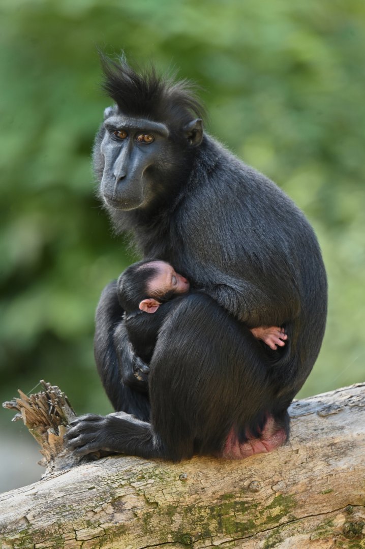 Black crested macaque (Macaca nigra)