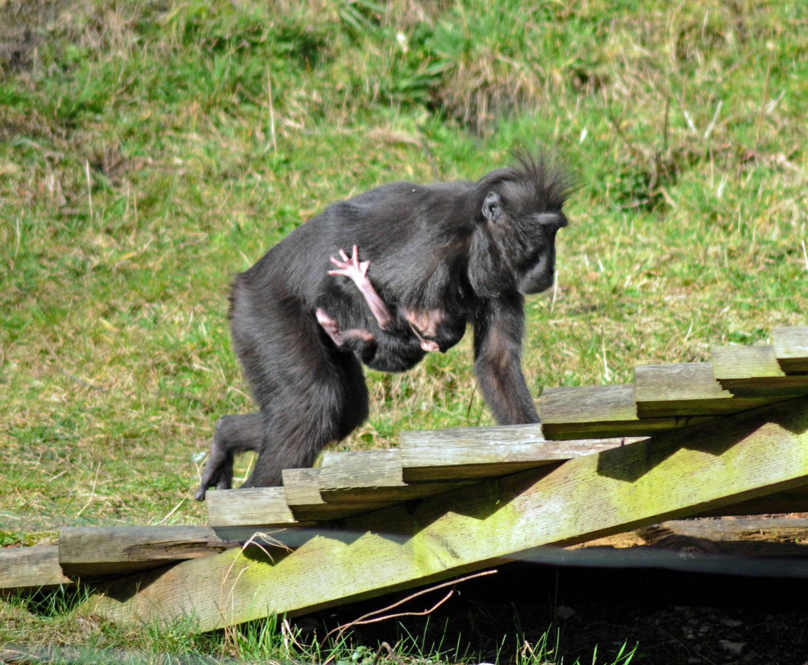 Black Crested Macaque Mother and Baby