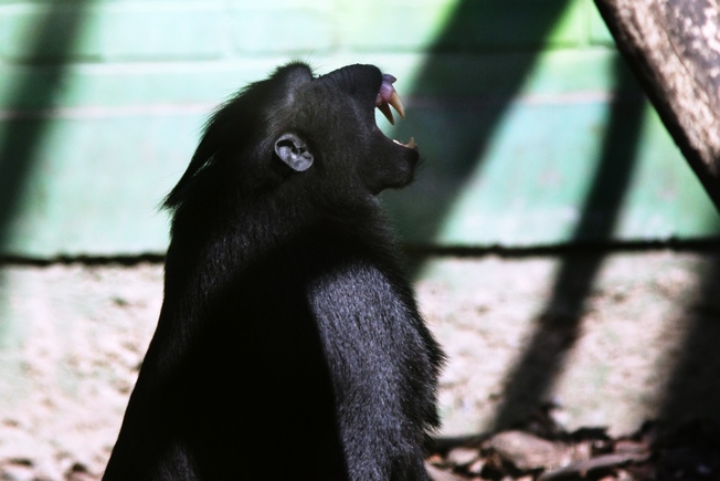 Black-crested macaque