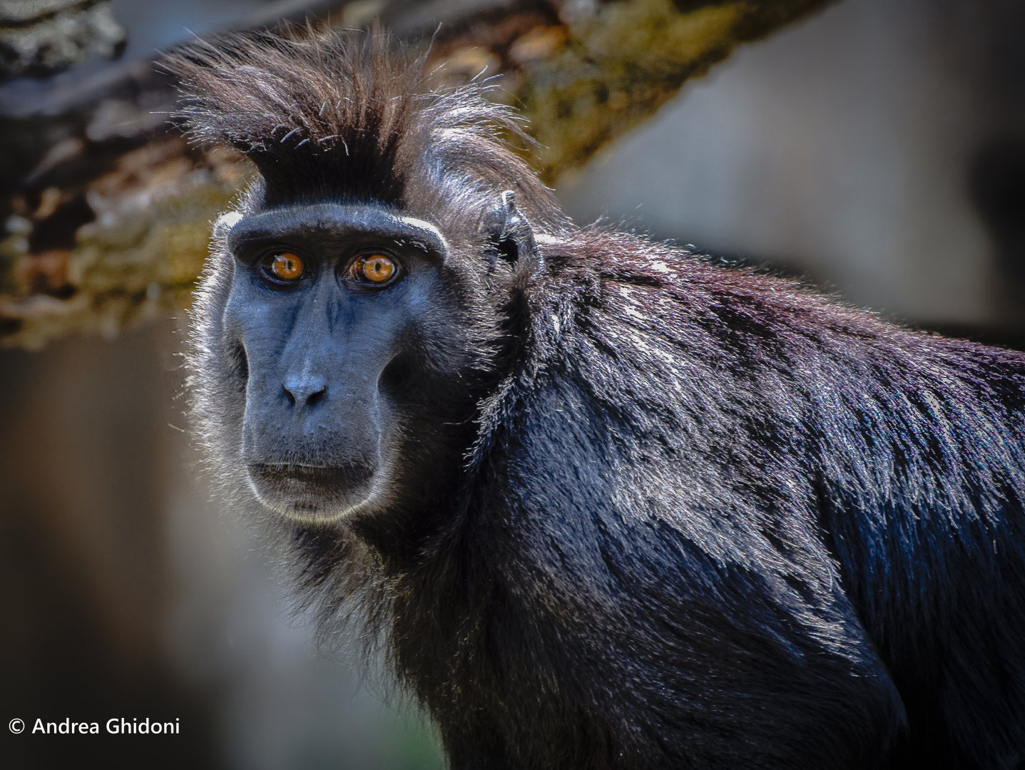 Black-crested macaque
