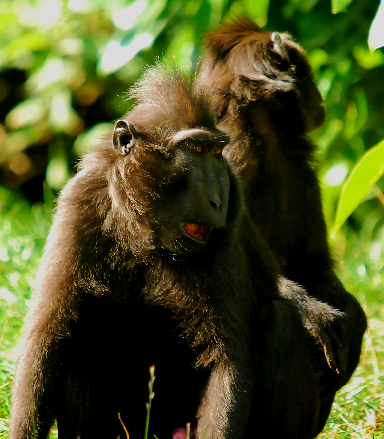 BLACK CRESTED MACAQUES