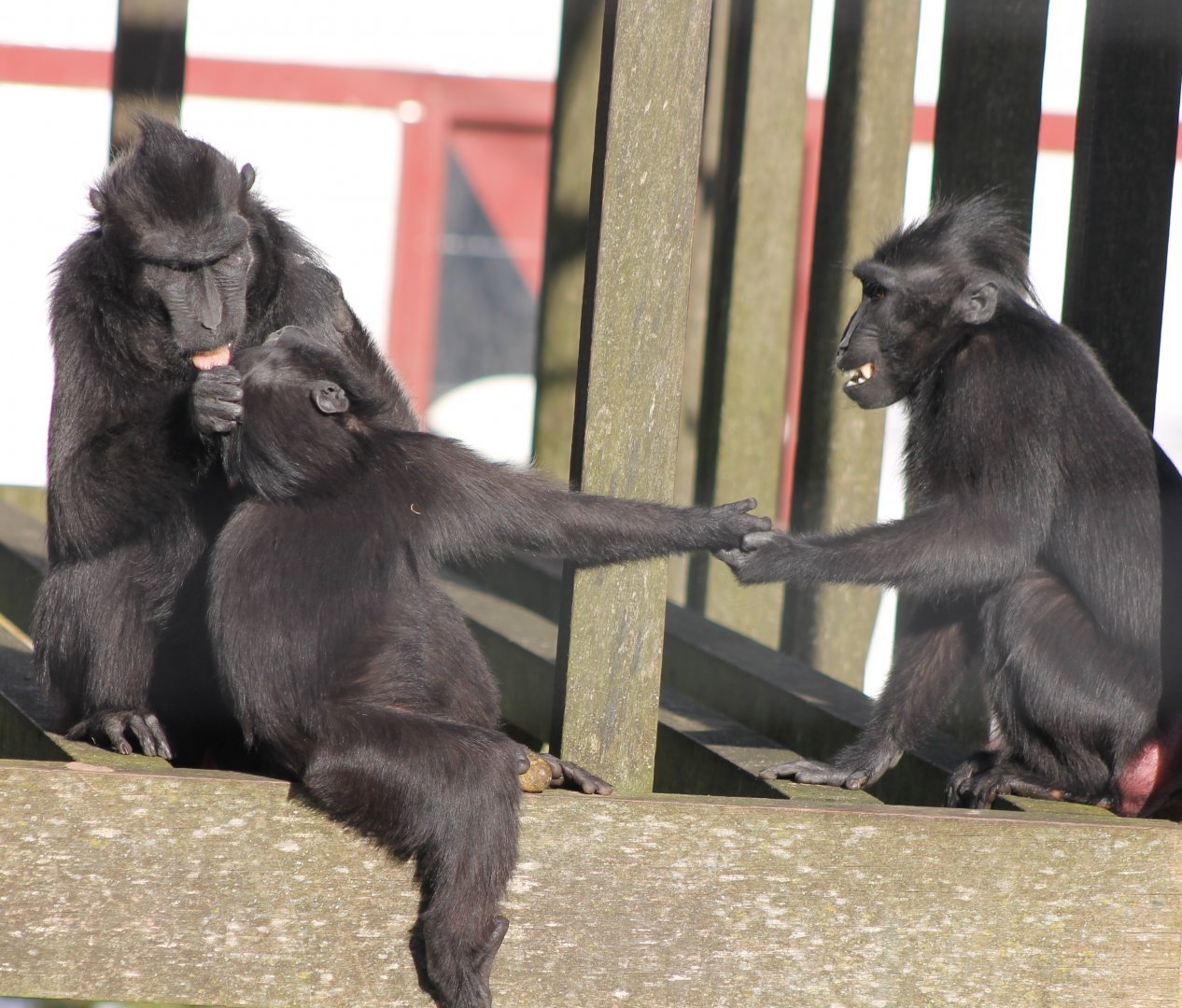 Black crested macaques