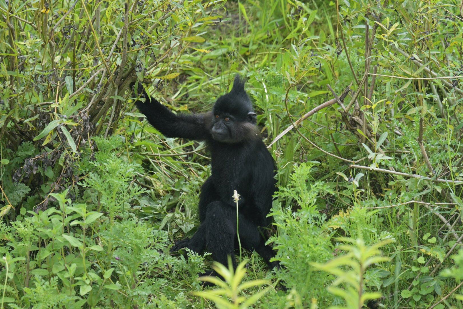 Black crested managabey (Lophocebus atterimus)