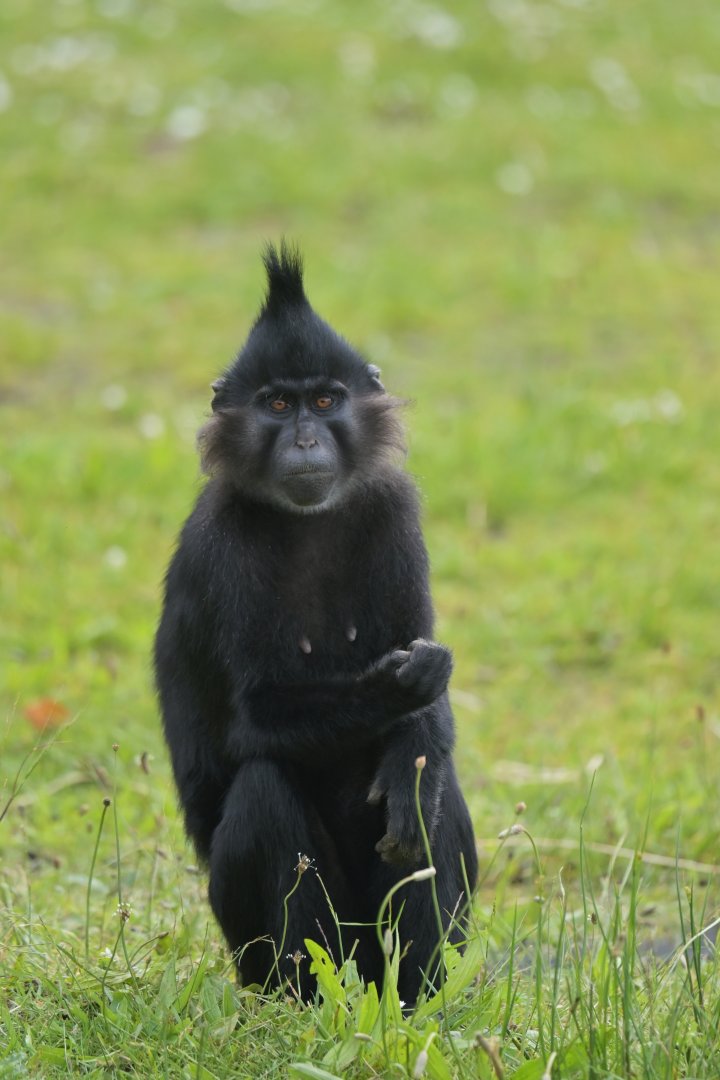 Black crested managabey (Lophocebus atterimus)