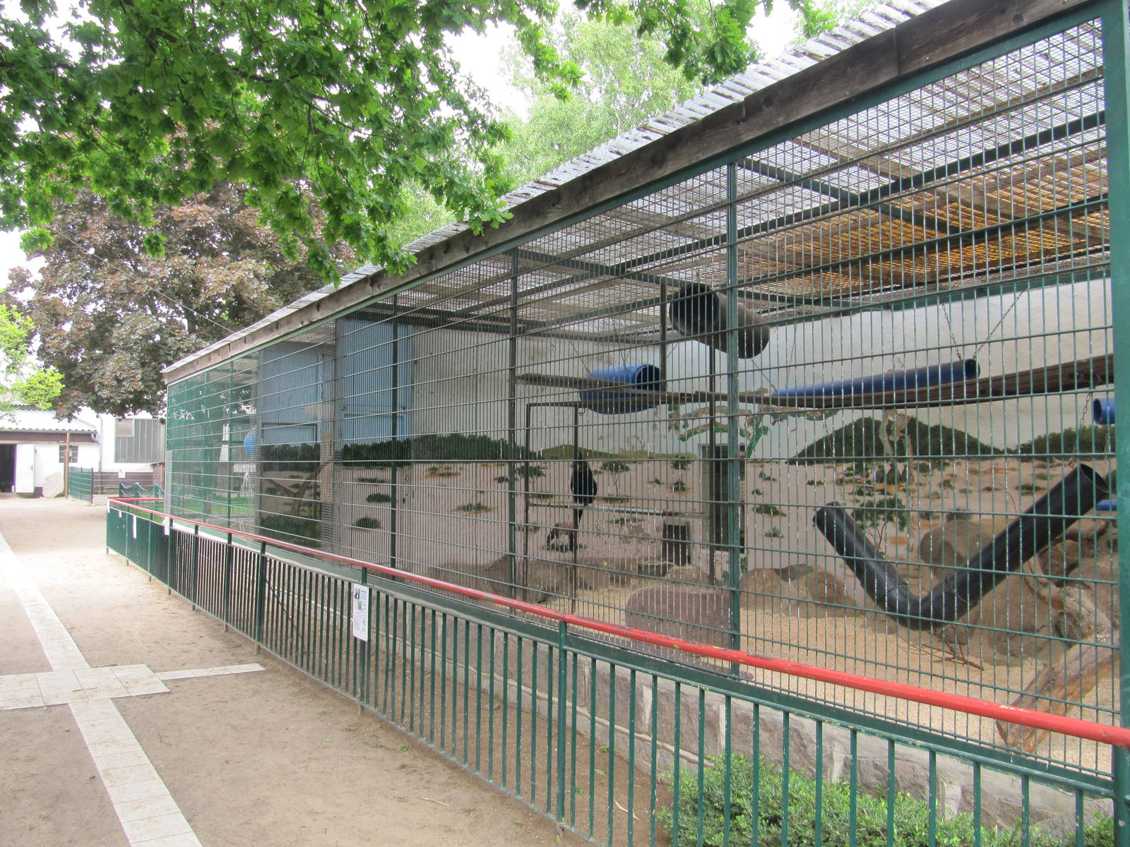 Black Crested Mangabey 2011