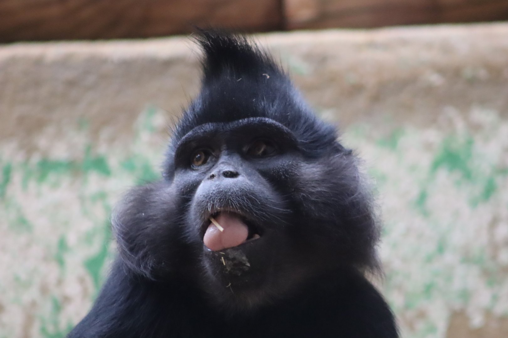 Black Crested Mangabey - 6th July 2024
