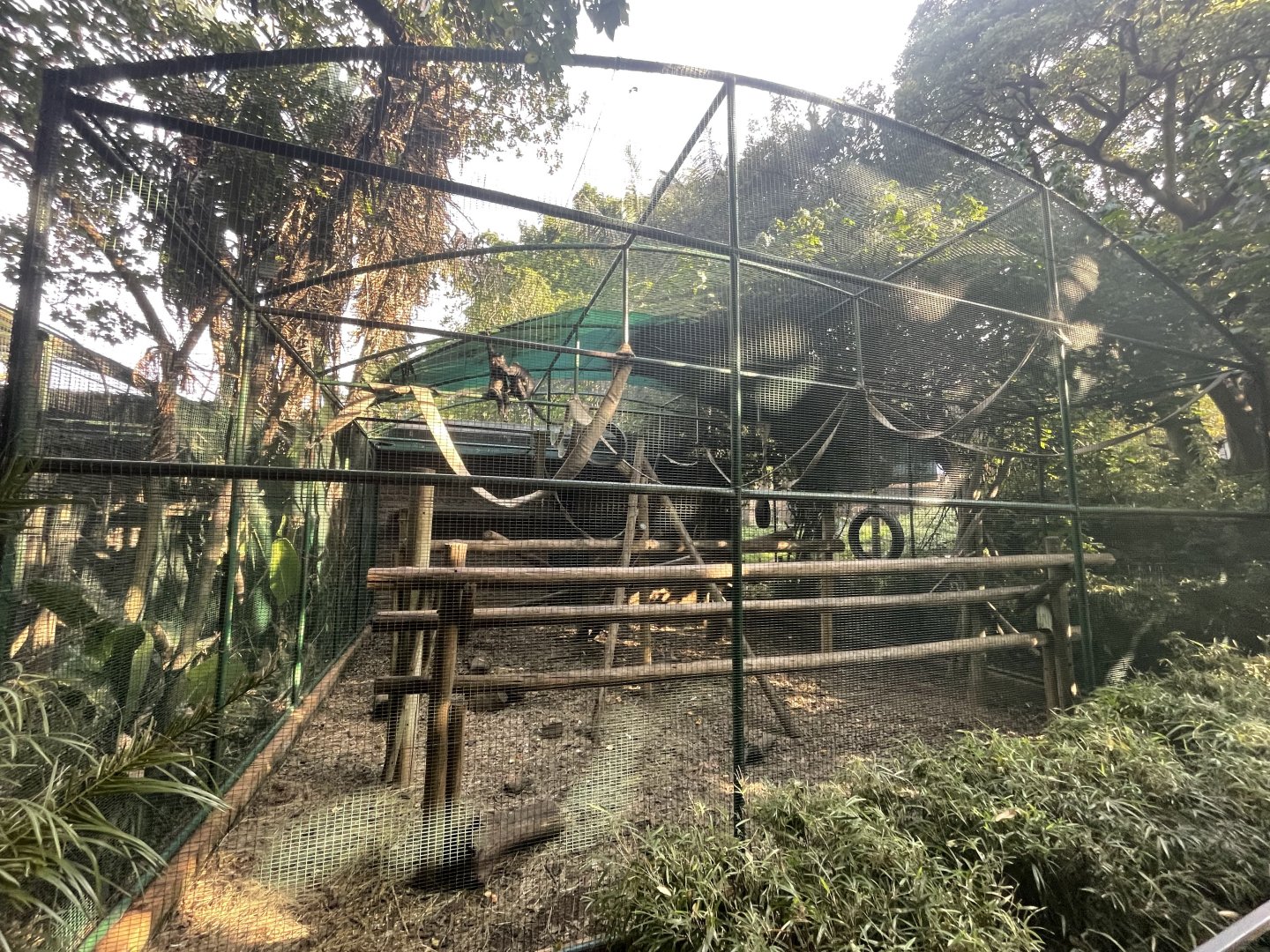 Black-crested Mangabey enclosure (Lophocebus aterrimus)