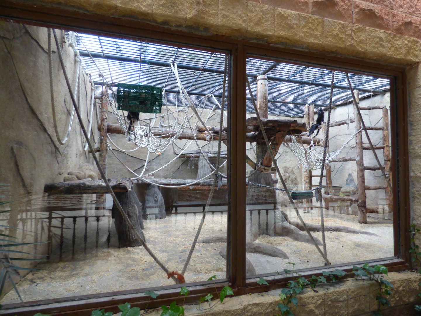 Black-Crested Mangabey Exhibit 1