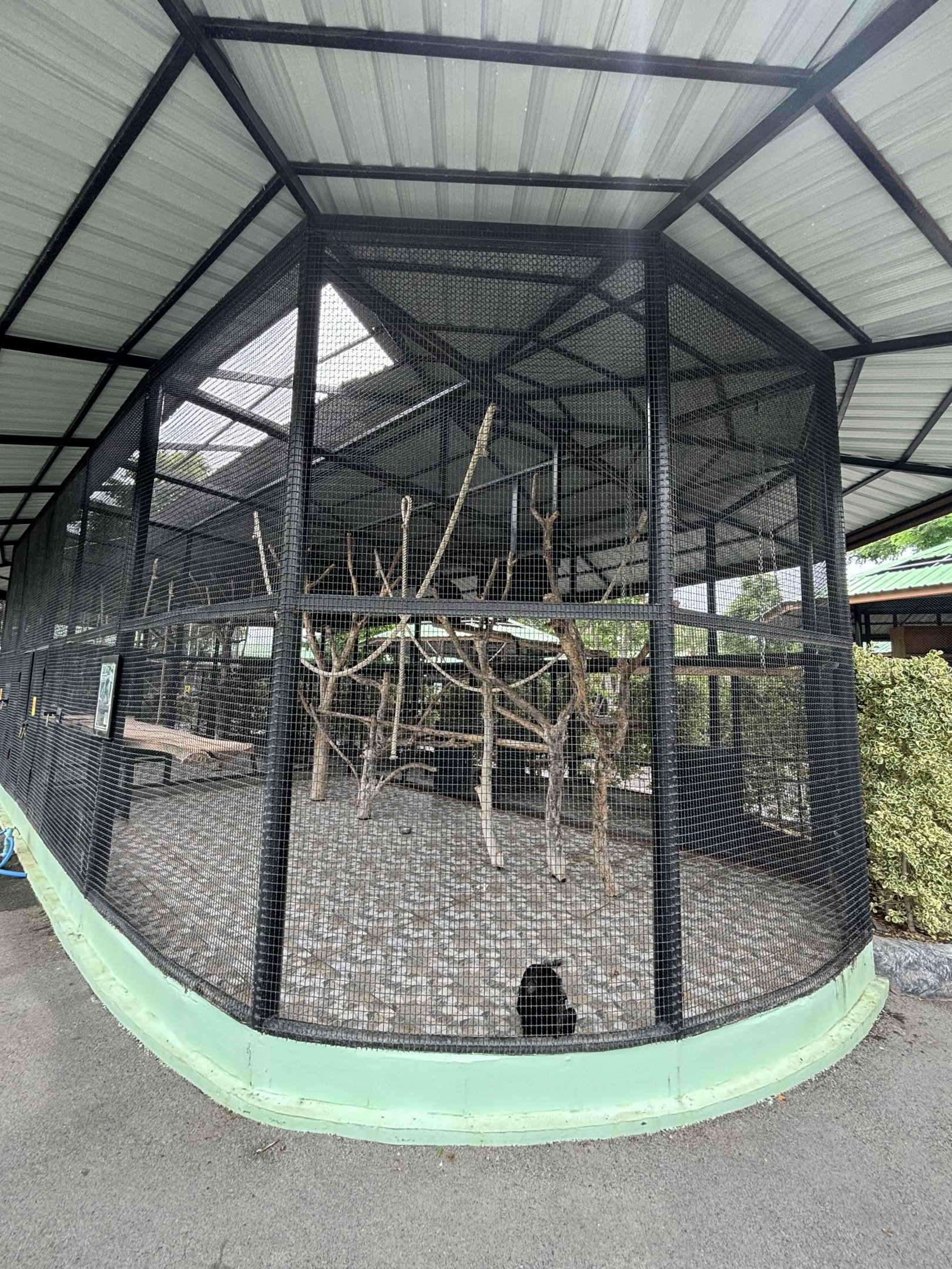 Black Crested Mangabey Exhibit - Lion Park