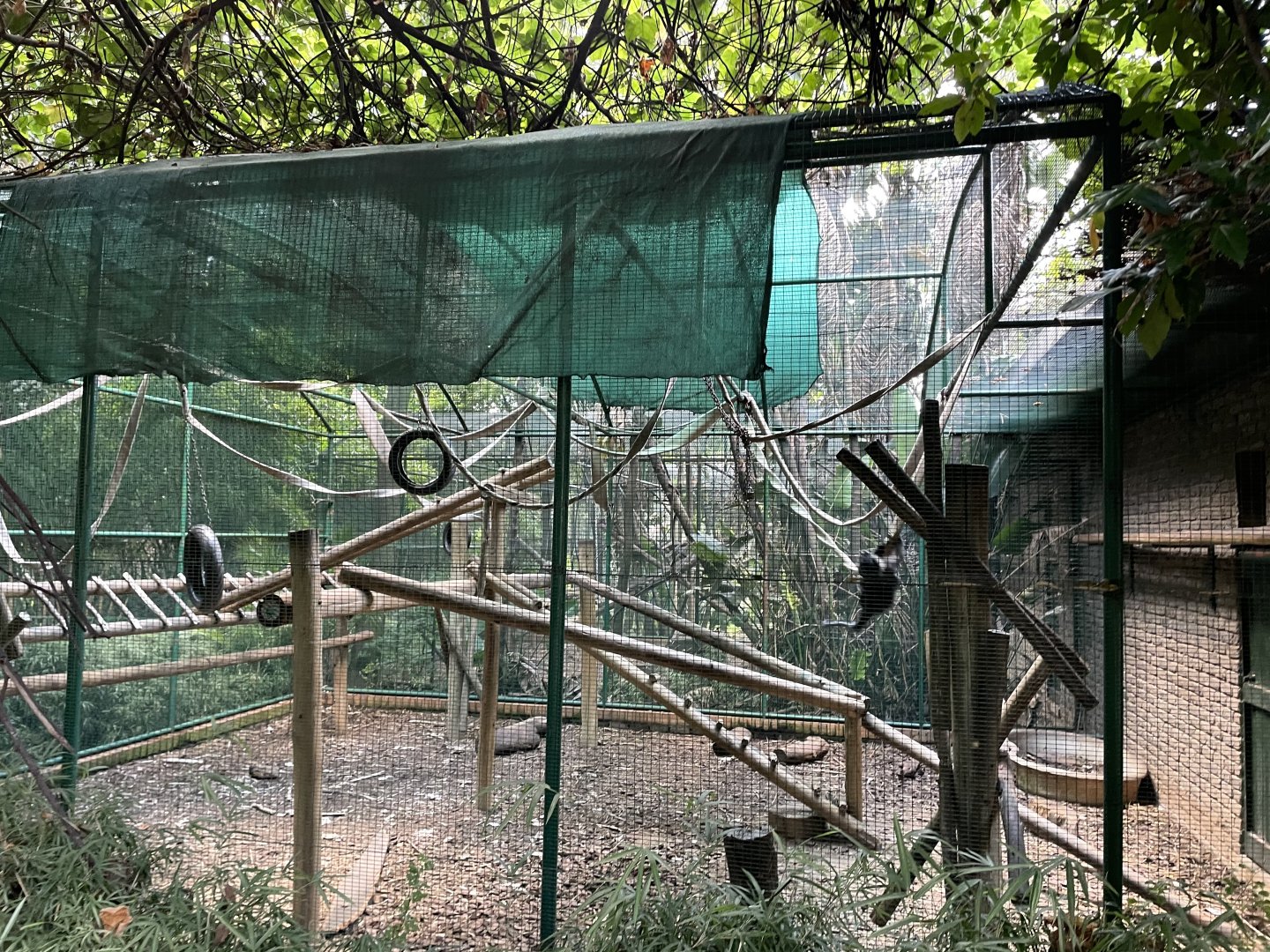 Black-Crested Mangabey  Exhibit