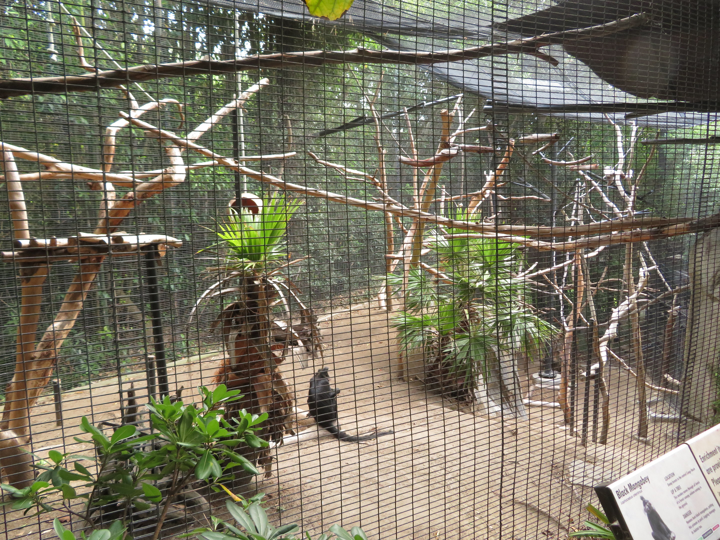 Black Crested Mangabey Exhibit