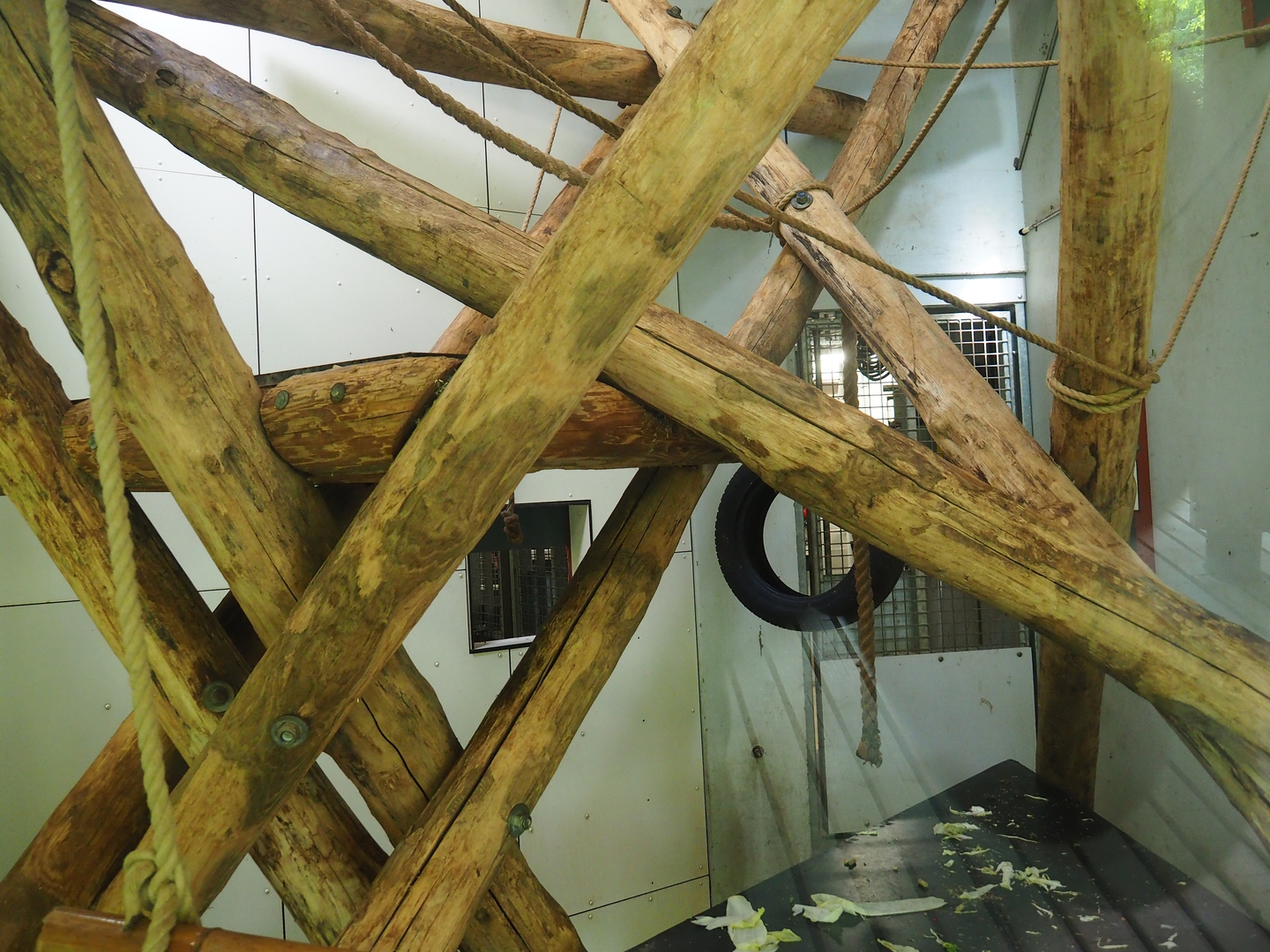 Black crested mangabey indoor exhibit, 2022-08-20