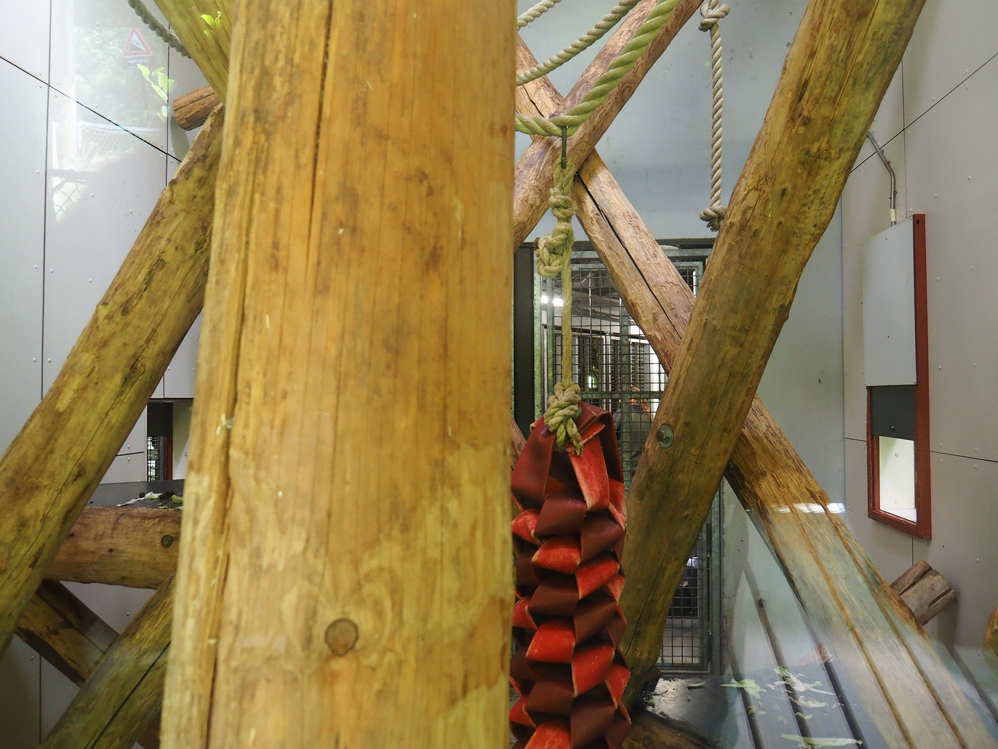 Black crested mangabey indoor exhibit, 2022-08-20