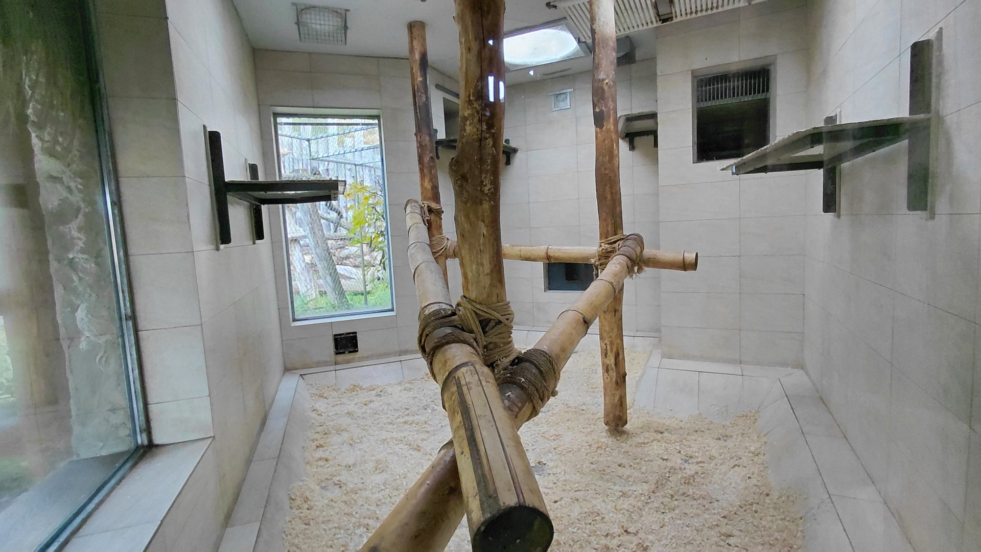 Black crested mangabey indoor exhibit