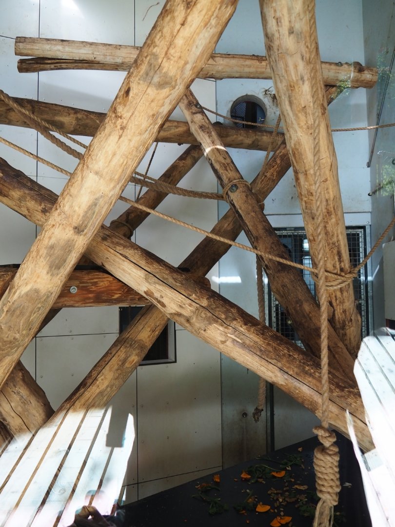 Black crested mangabey indoor housing (Oct 13th, 2018)