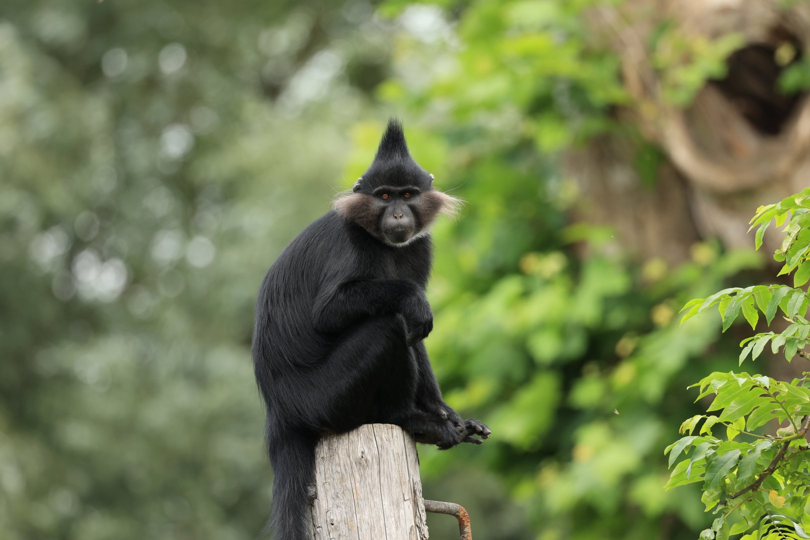 Black crested mangabey (July 2021)