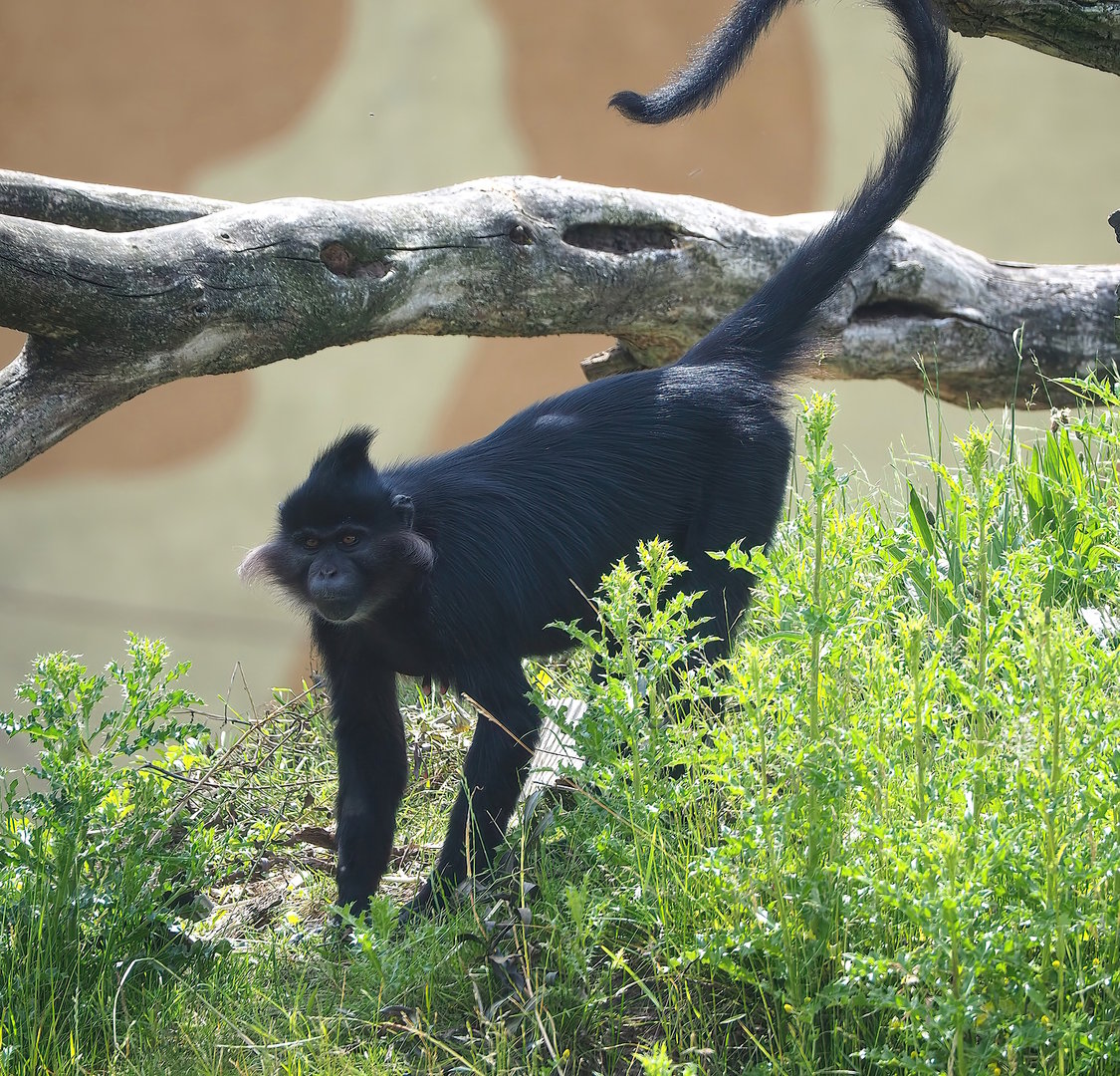 Black crested mangabey (Lophocebus aterrimus), 2022-06-12