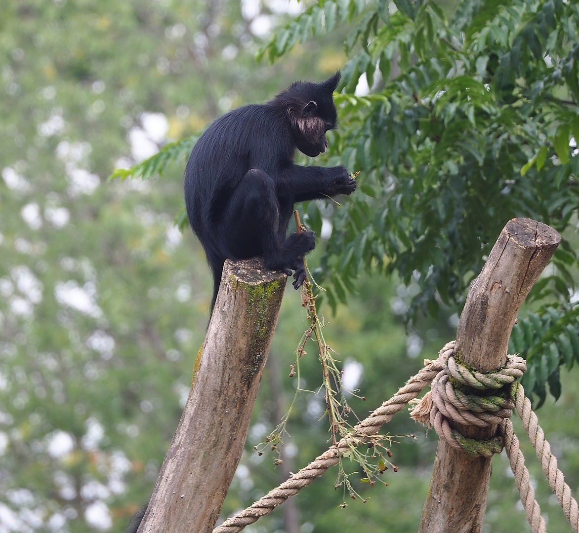 Black crested mangabey (Lophocebus aterrimus), 2022-08-20