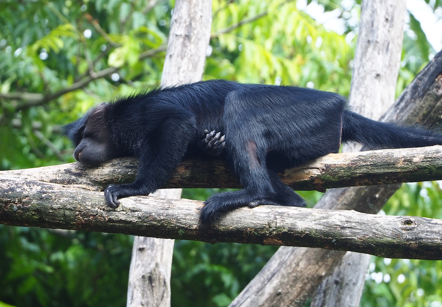 Black crested mangabey (Lophocebus aterrimus), 2022-08-20