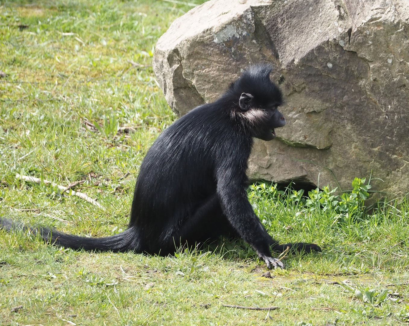 Black crested mangabey (Lophocebus aterrimus), 2024-04-06
