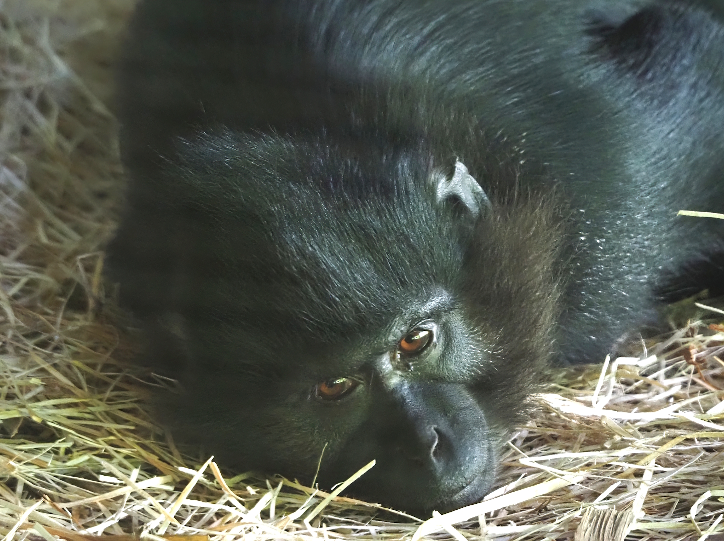 Black crested mangabey (Lophocebus aterrimus), 2024-08-21