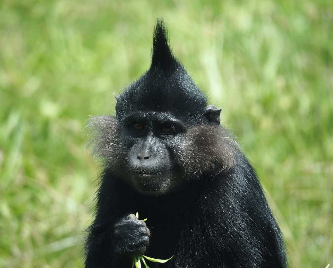 Black crested mangabey (Lophocebus aterrimus), 2024-08-21