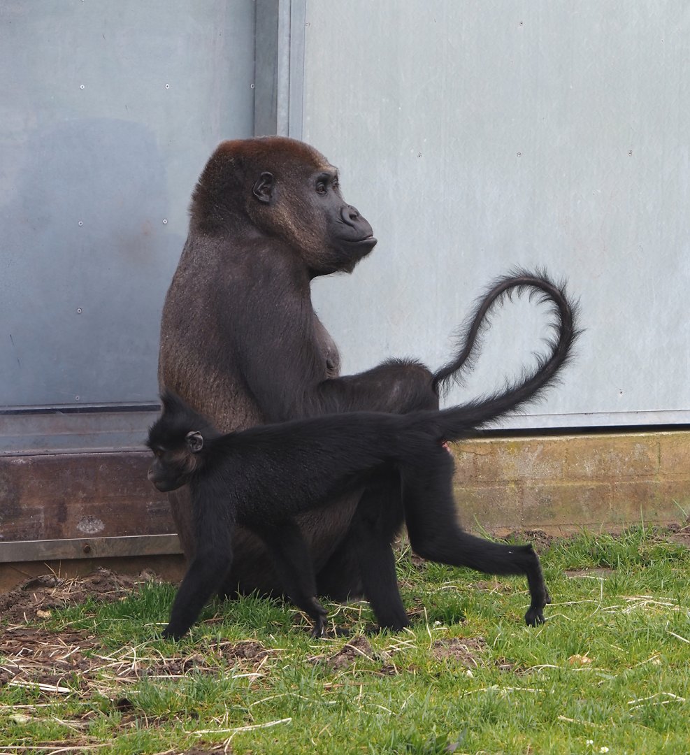 Black crested mangabey (Lophocebus aterrimus) and Western lowland gorilla (Gorilla gorilla gorilla), 2024-04-06