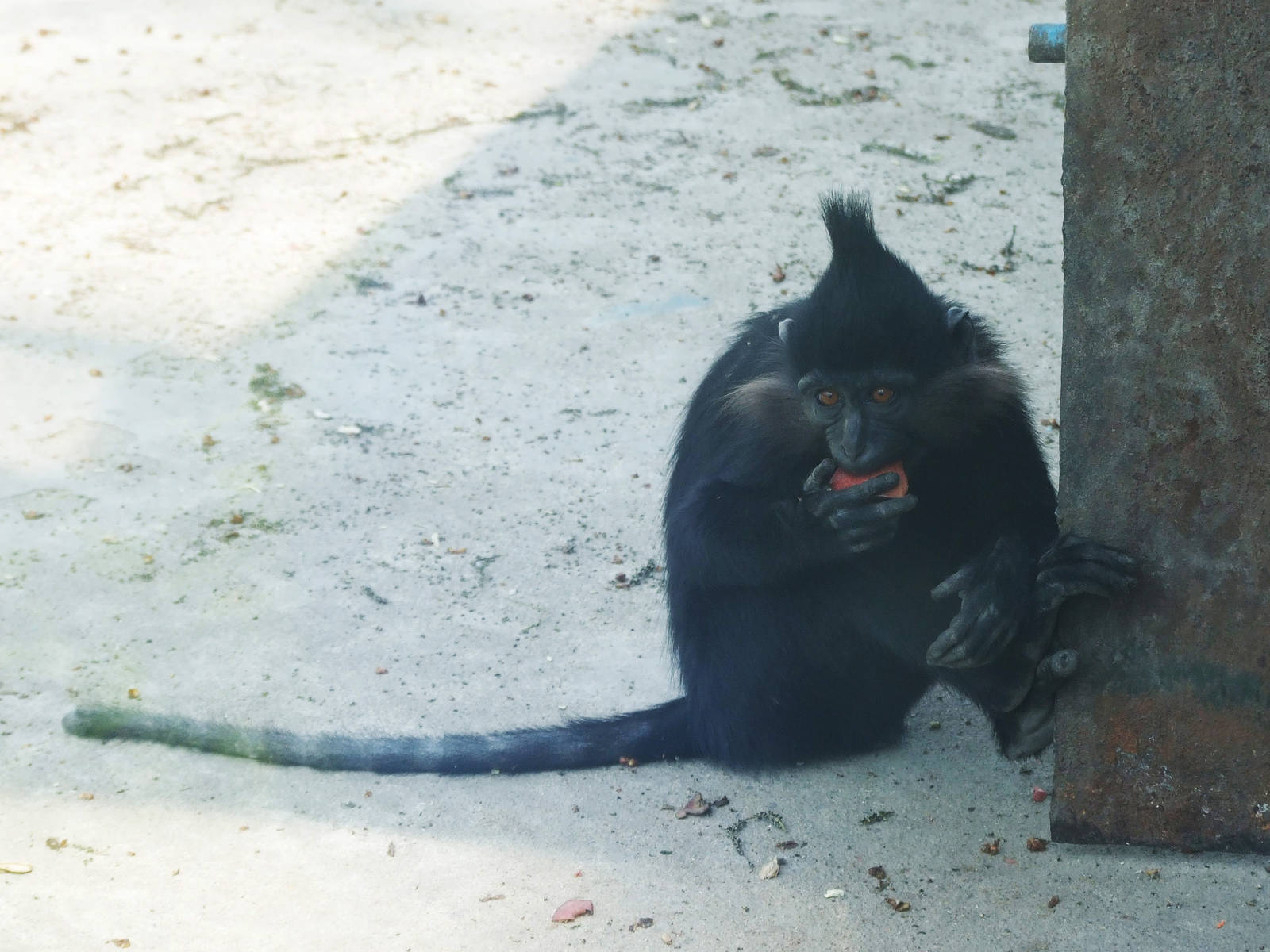 Black crested mangabey (Lophocebus aterrimus)