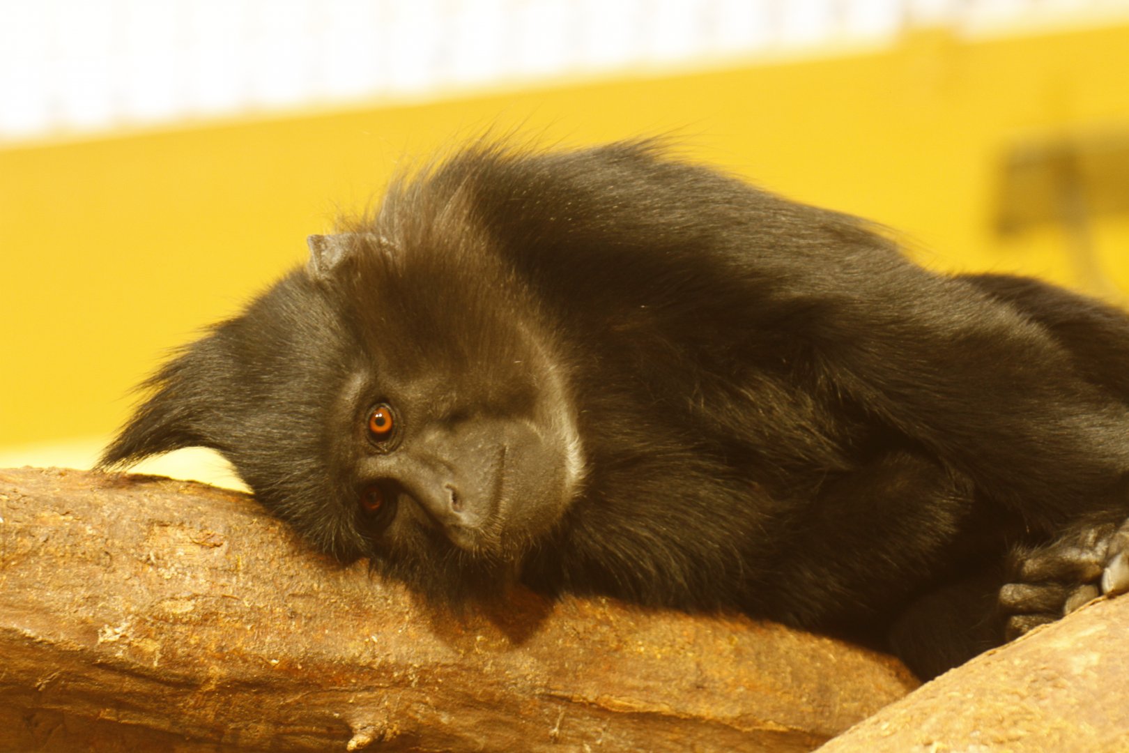 Black crested mangabey (Lophocebus aterrimus)