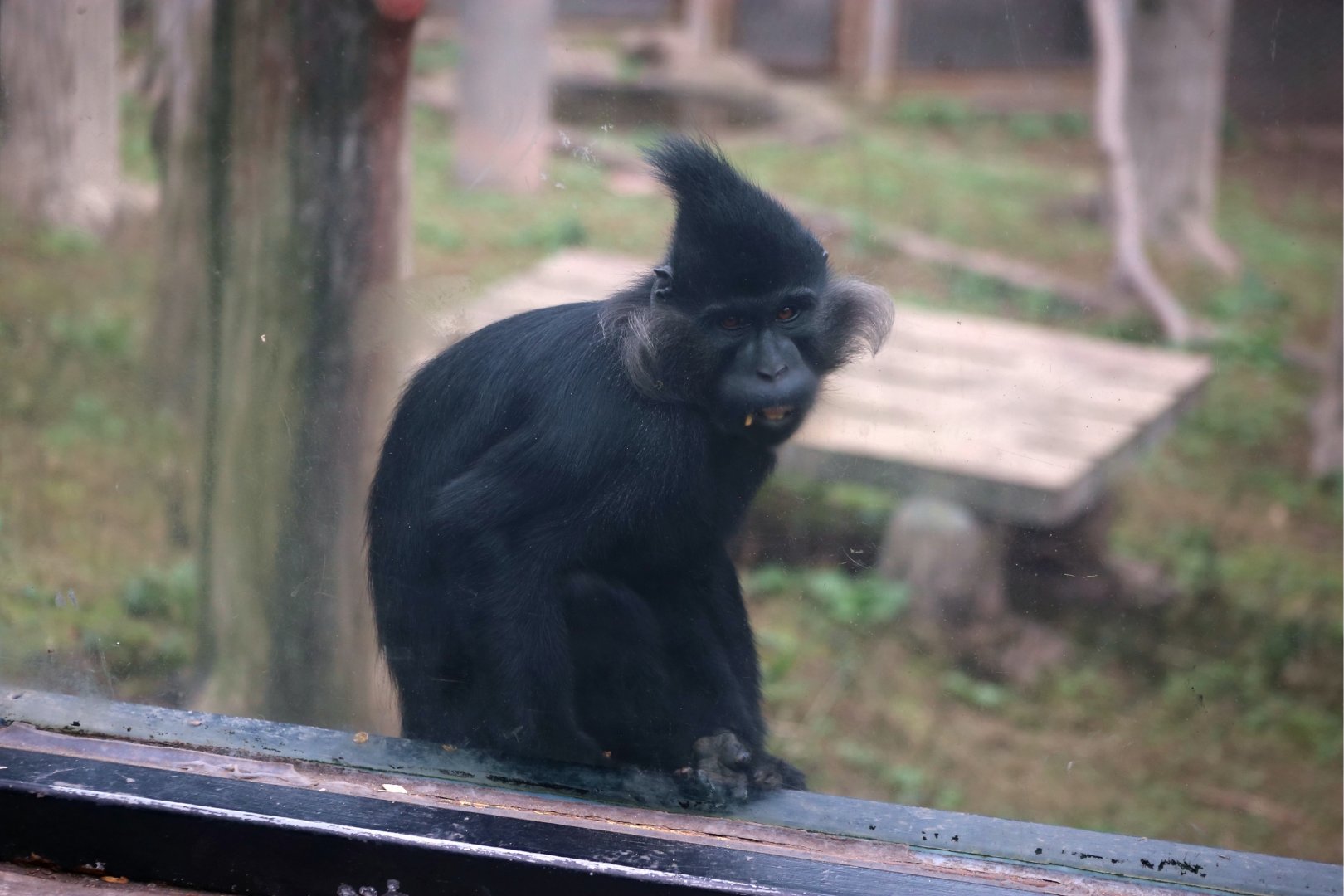 Black Crested Mangabey (Lophocebus aterrimus)