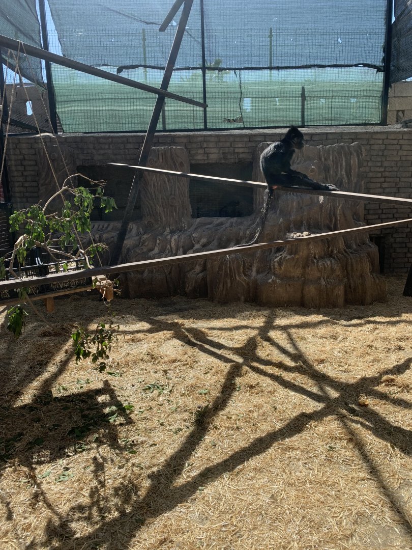 Black Crested Mangabey - Lophocebus aterrimus