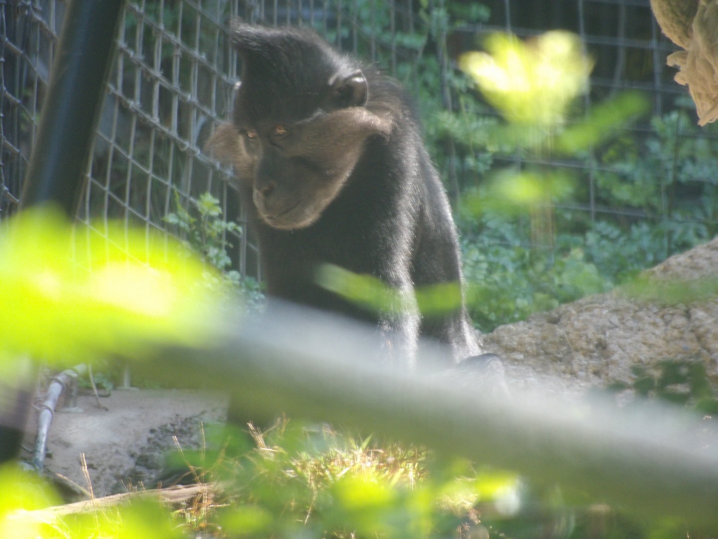 Black-Crested Mangabey(Lophocebus aterrimus)