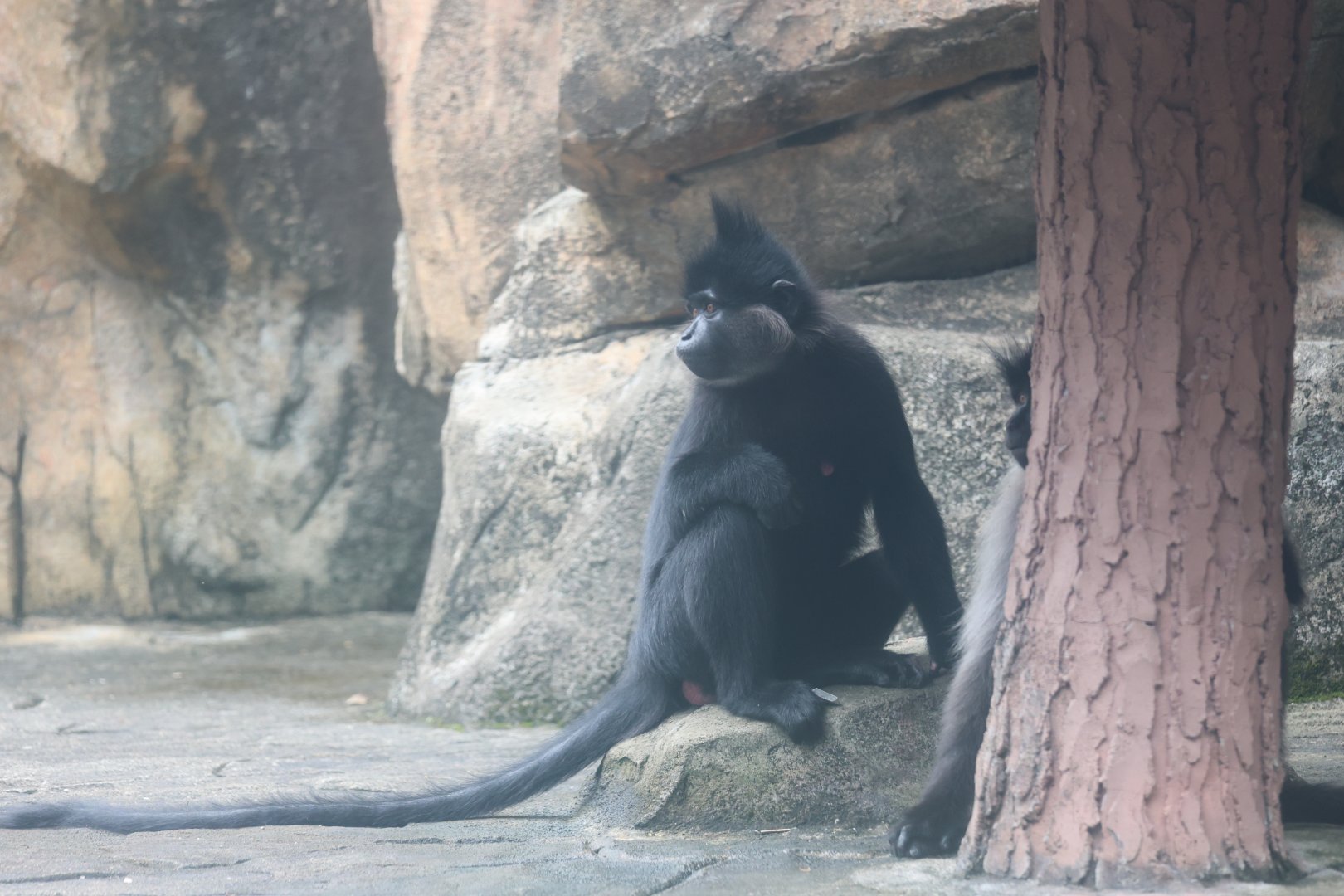 Black-crested mangabey (Lophocebus aterrimus)