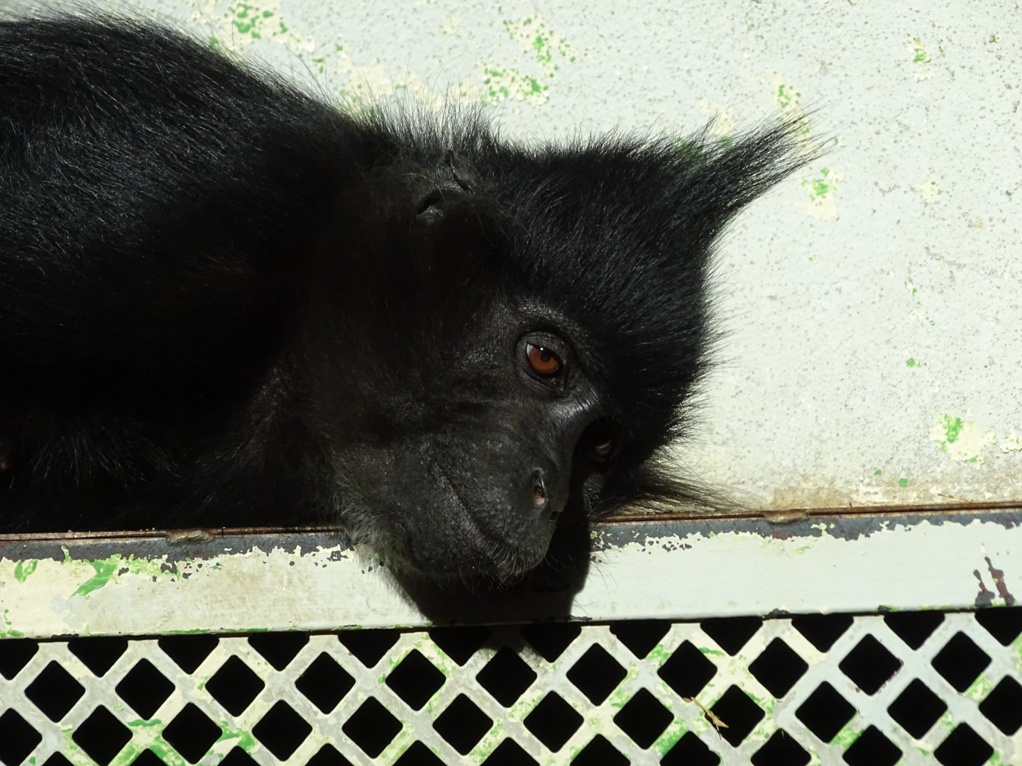 Black crested mangabey (Lophocebus aterrimus)