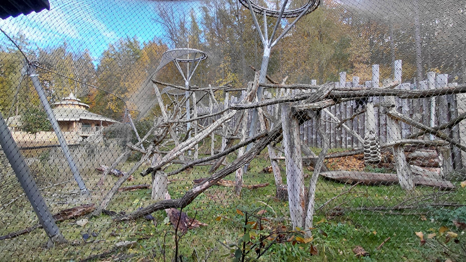 Black crested mangabey outdoor exhibit