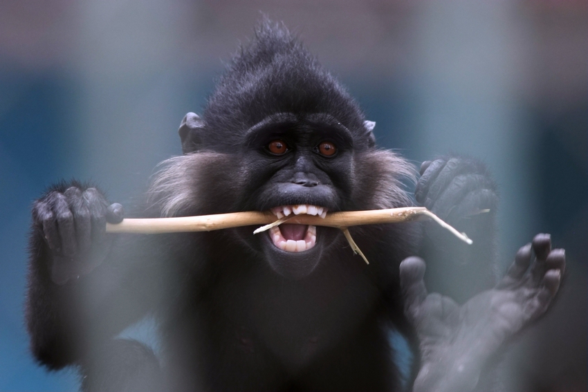 Black-crested mangabey