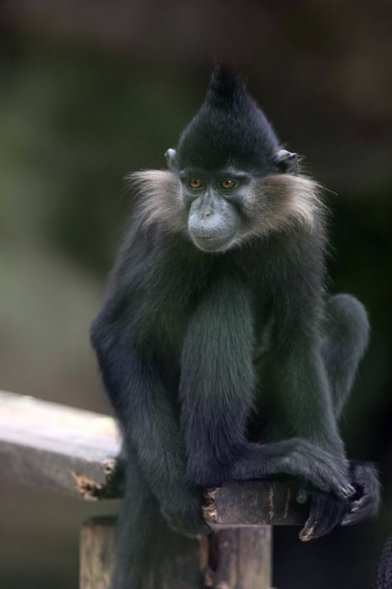 Black-crested mangabey
