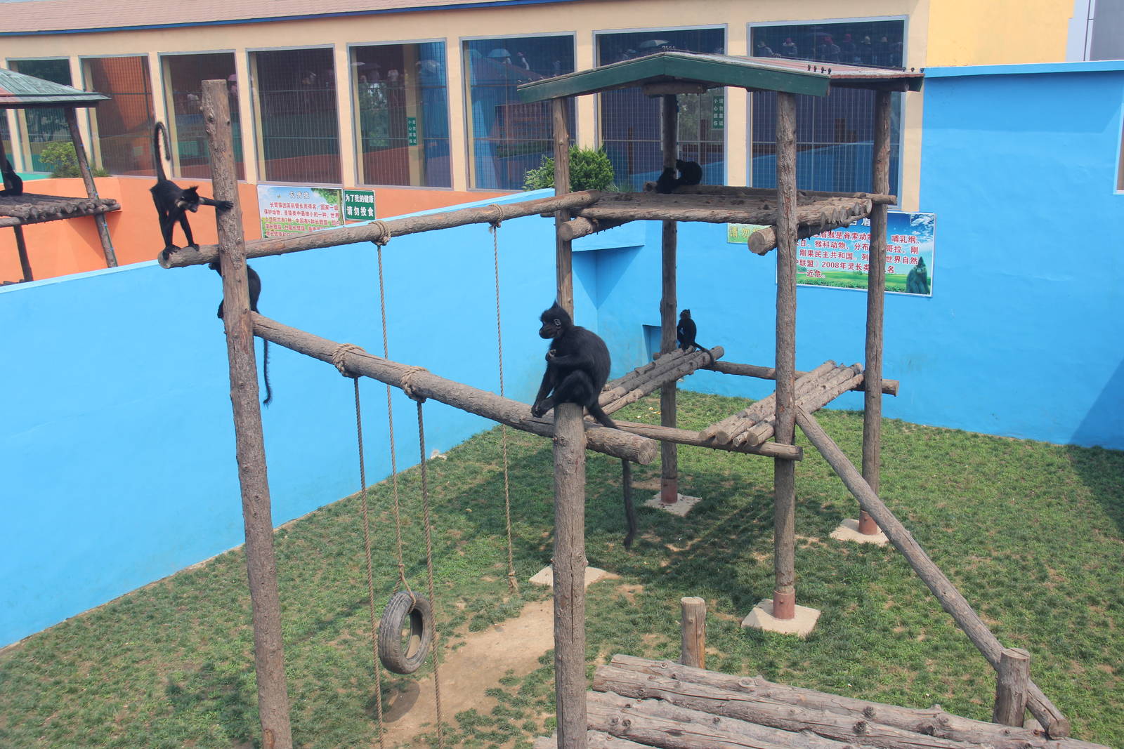 Black crested mangabey