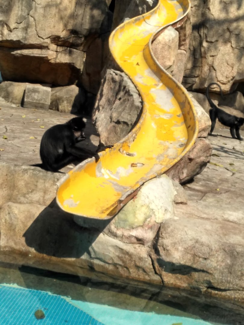 Black-crested mangabey