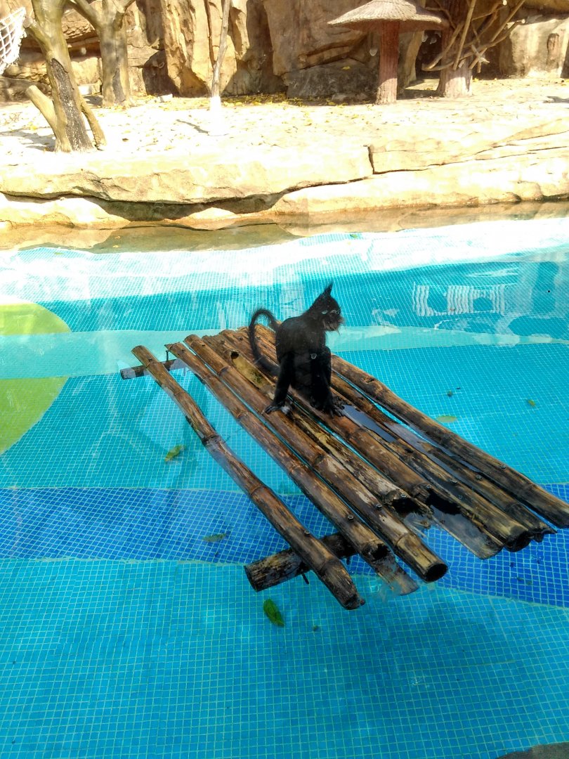 Black-crested mangabey