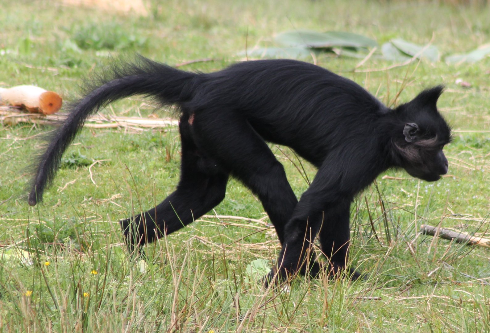 Black crested mangabey
